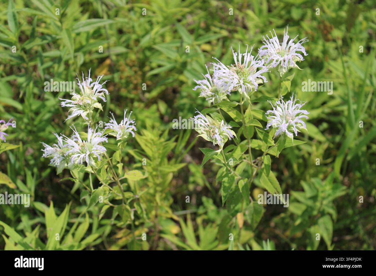Fiori di bergamotto selvatico bianco, una specie minacciata in Illinois, a Linne Woods a Morton Grove Foto Stock