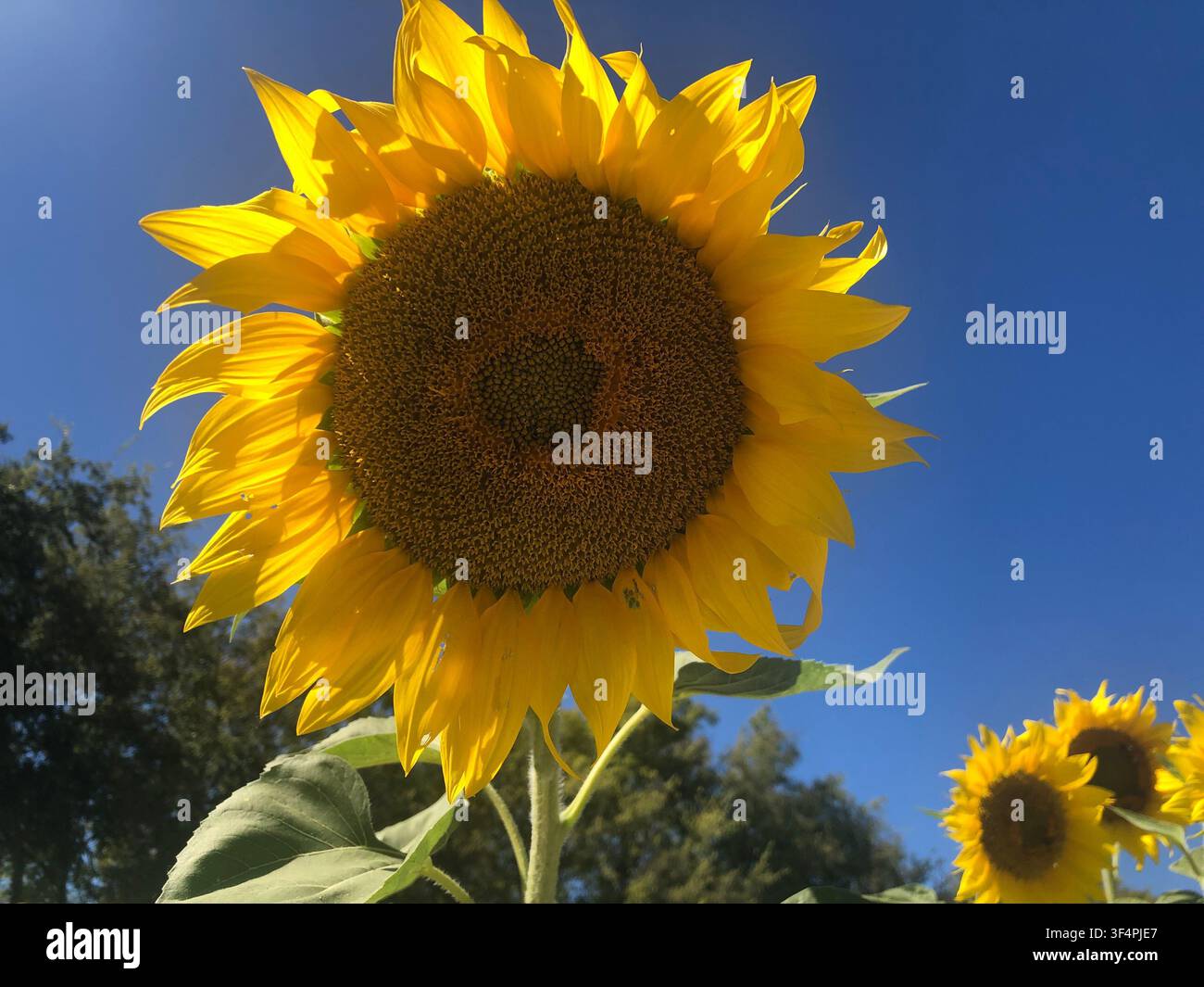 Un vivace girasole in piena fioritura, fotografato dal basso contro un cielo blu brillante, con altri girasoli visibili sullo sfondo. Foto Stock