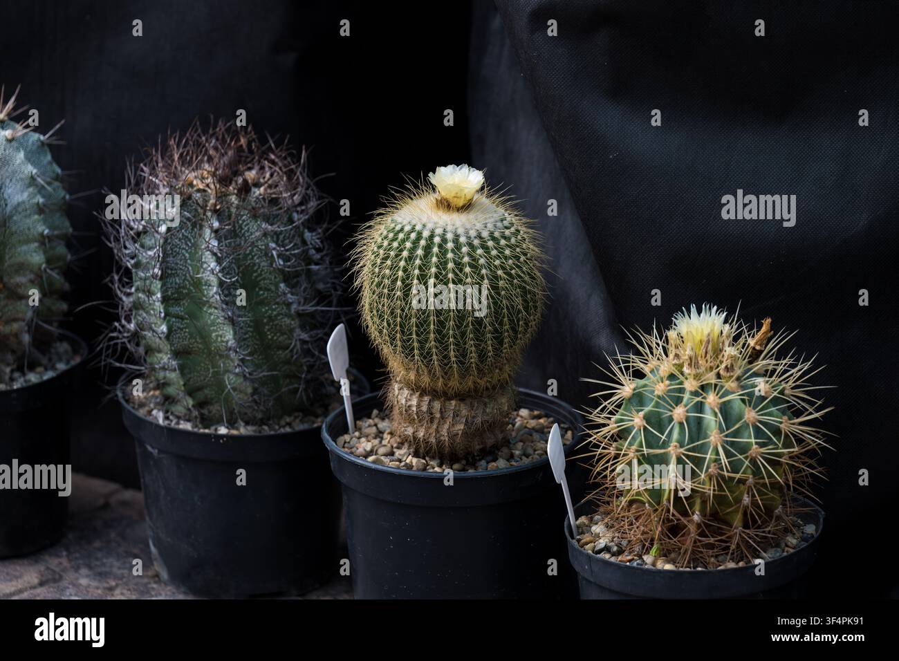 Varietà di cactus in fiore tra cui Parodia claviceps e Astrophytum capricorne che crescono in vasi di plastica, primo piano Foto Stock