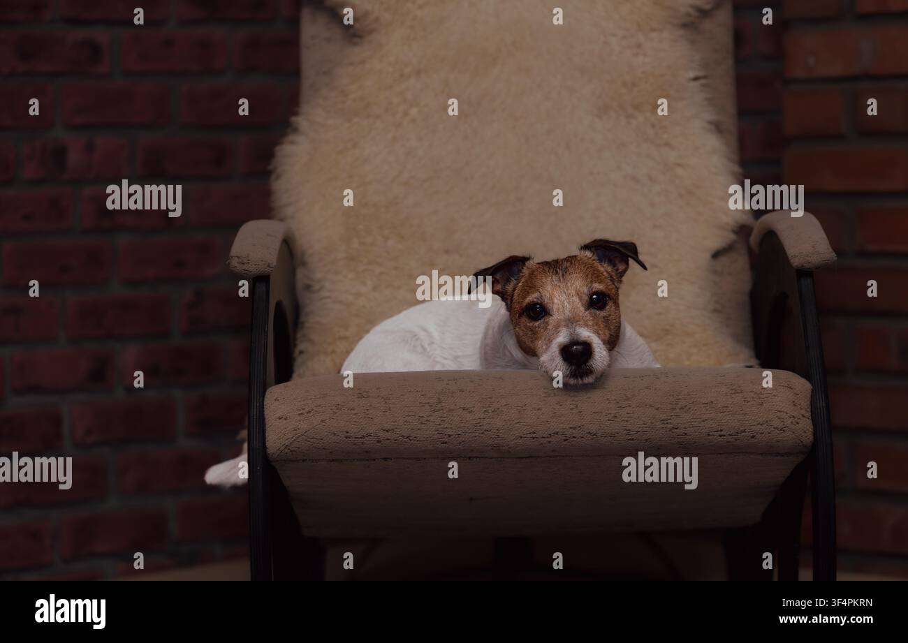 Cane anziano Jack Russell Terrier che riposa su una sedia a dondolo in un accogliente interno rustico Foto Stock