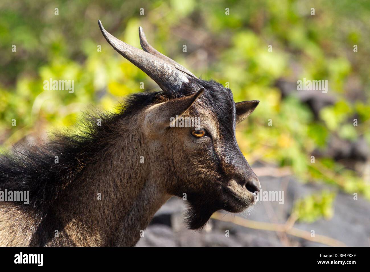 Ritratto di una capra ibex hawaiana (selvatica) con pelo marrone e corna, vista di profilo, su un pendio di rocce vulcaniche nere nel deserto. Foto Stock