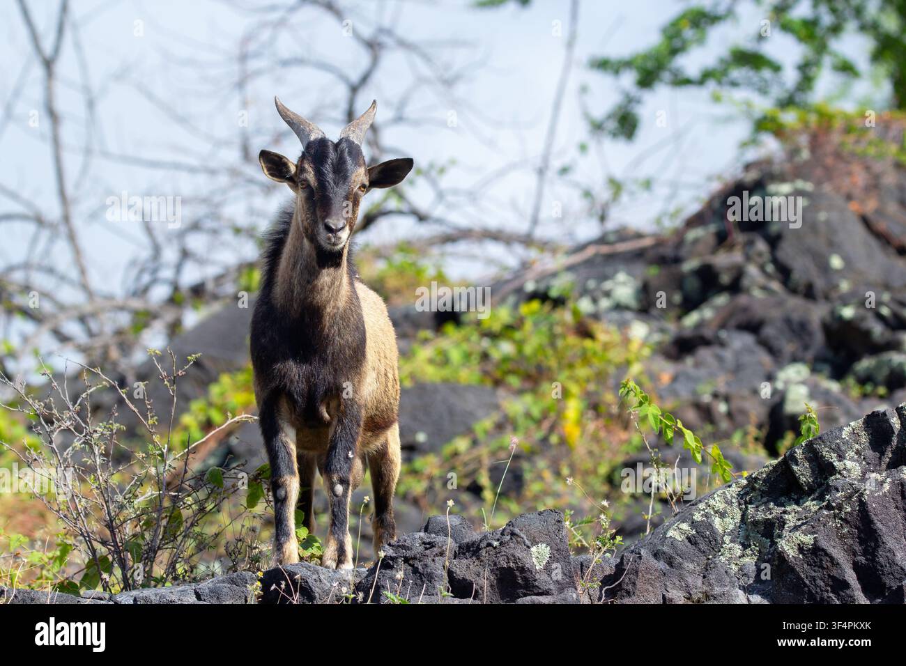 Capra ibex hawaiana (selvaggia) con pelo marrone e corna è in piedi su un pendio di rocce nere vulcaniche nel deserto. Foto Stock