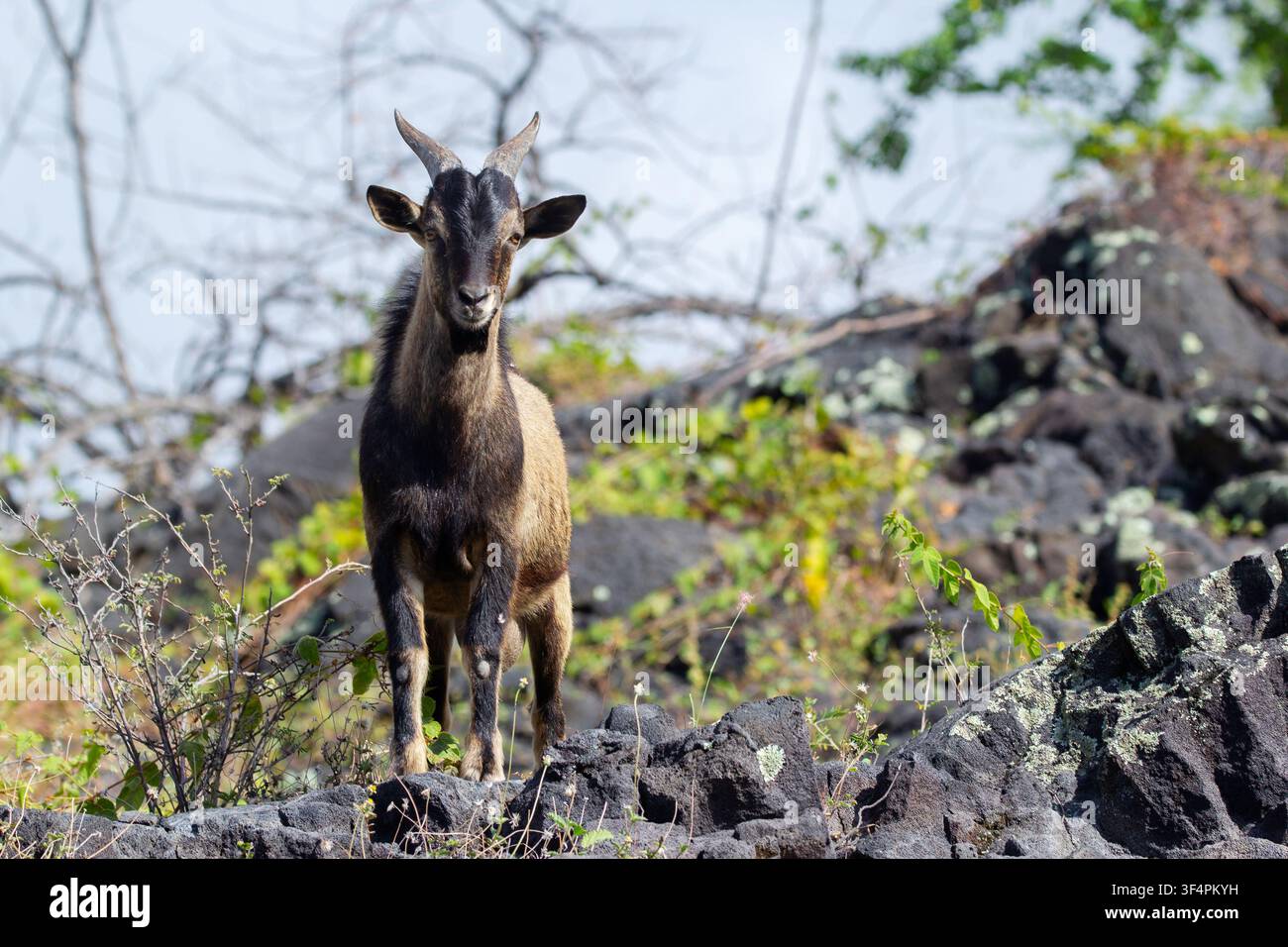Capra ibex hawaiana (selvaggia) con pelo marrone e corna è in piedi su un pendio di rocce nere vulcaniche nel deserto. Foto Stock