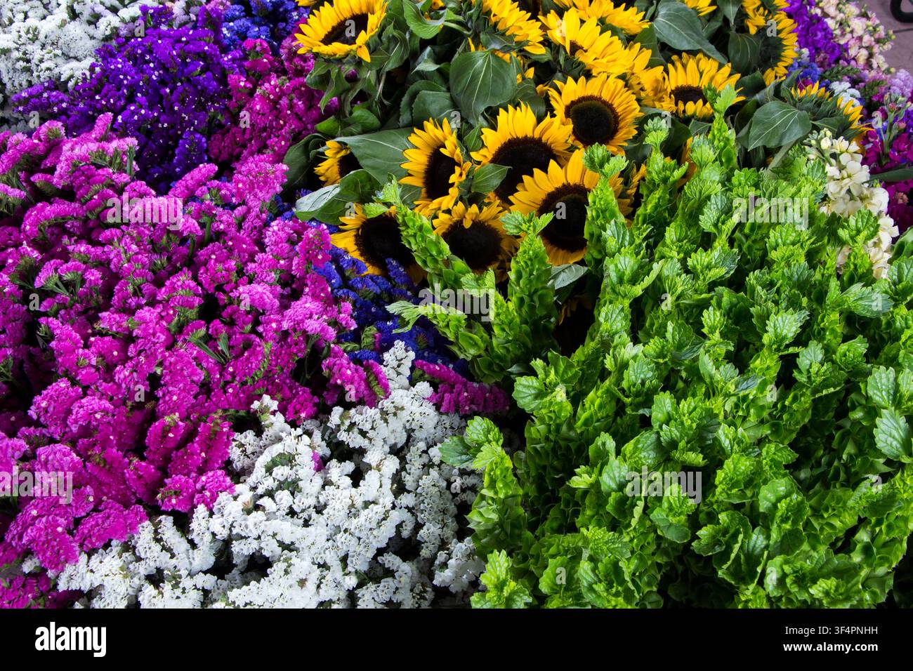 Girasoli tagliati di fresco esposti insieme a fiori ornamentali colorati tra cui Campanelli d'Irlanda e statice, creando una composizione floreale vivace. Id Foto Stock