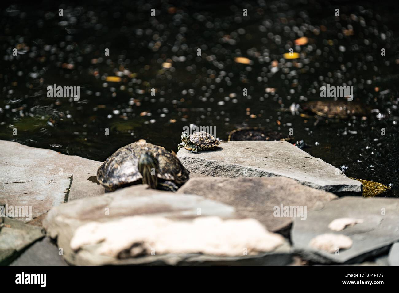 Tartaruga dipinta (Chrysemys picta) che si crogiola su una roccia illuminata dal sole accanto all'acqua al Popcorn Park Zoo di Forked River, New Jersey. Foto Stock