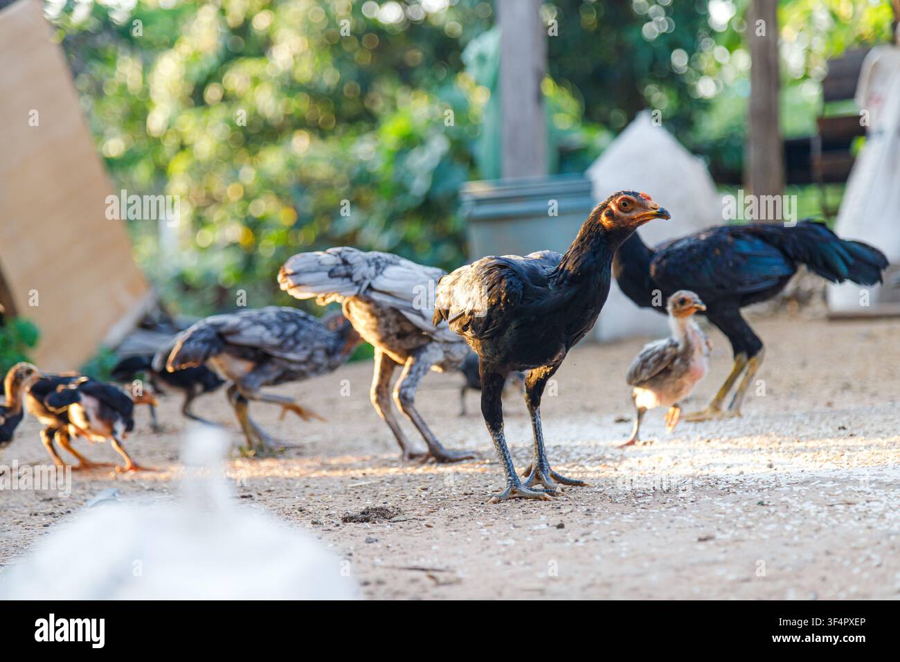 Giovani polli a libero pascolo che cercano cibo in una fattoria rurale durante l'ora dorata. Allevamento naturale di pollame, agricoltura sostenibile e concetto di allevamento di piccoli animali nel cortile Foto Stock