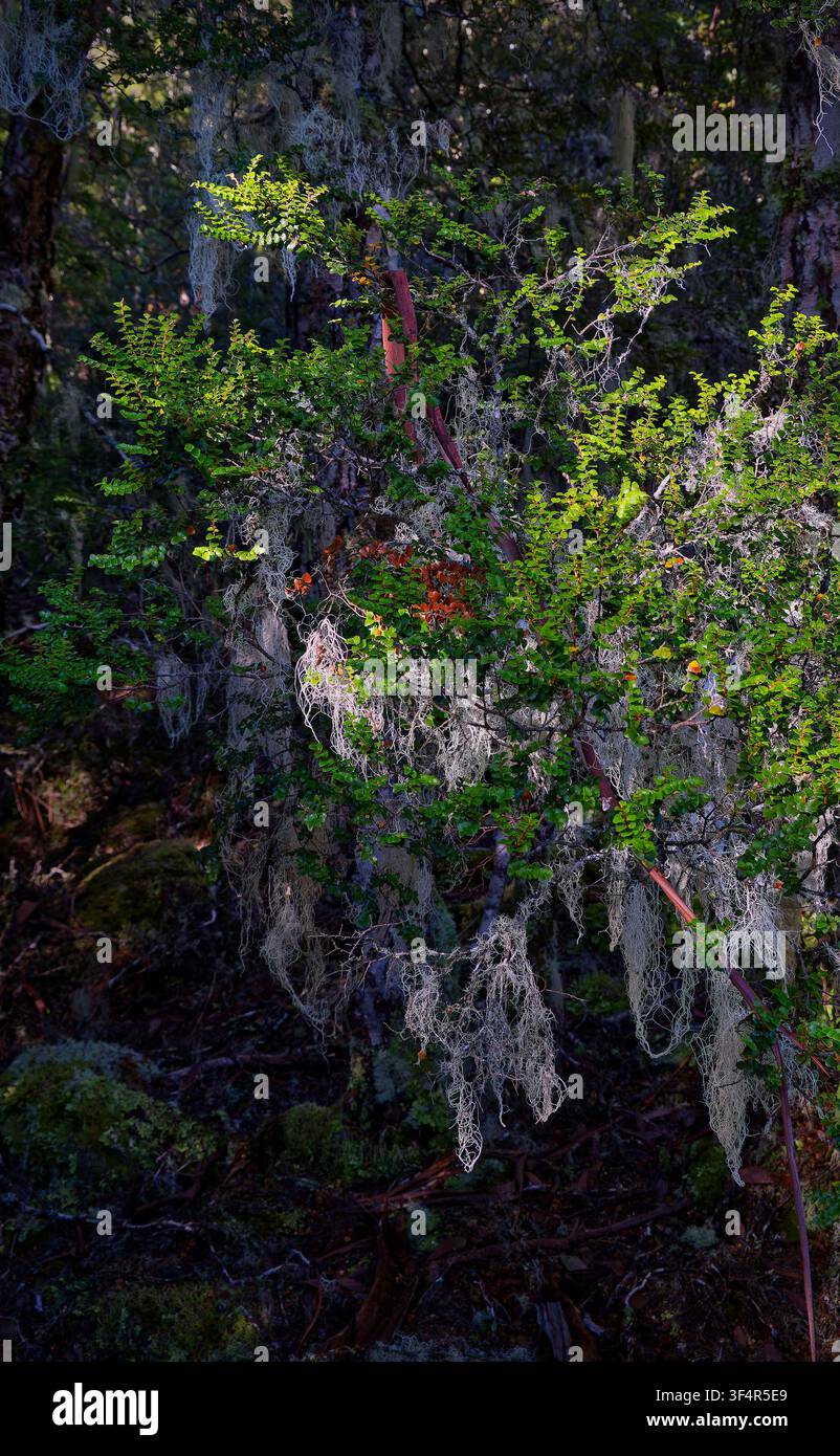 Il lichene Barba del vecchio (specie di Usnea) pende dai rami di un antico albero di faggio di Mirto (Nothofagus cunninghamii) nella Tasmania, Australia Foto Stock