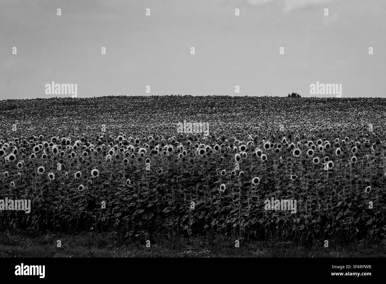 Vista monocromatica di un campo di girasoli trasforma i petali luminosi in texture ricche, enfatizzando il contrasto di struttura e le forme ripetitive mentre l'orizzonte si ammorbidisce Foto Stock
