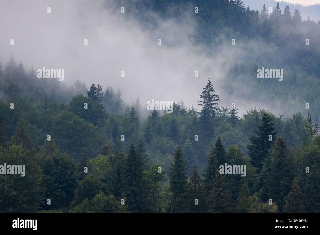 Densa foresta di conifere che scompare nella nebbia mobile, le cime degli alberi emergono attraverso il vapore bianco creando un'atmosfera montana cupa piena di profondità di texture Foto Stock