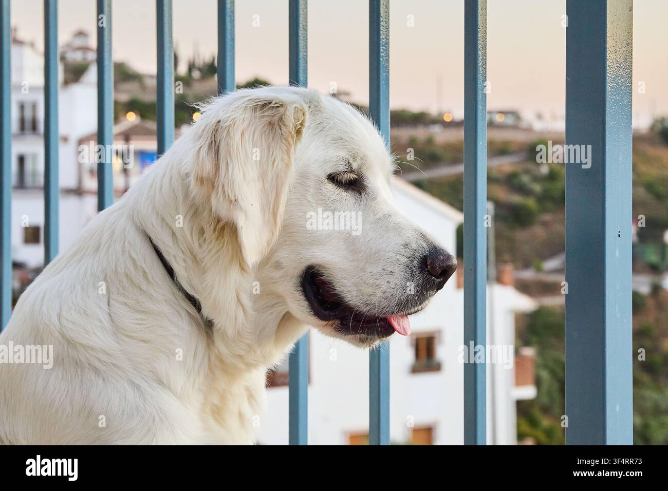 Ritratto di un Golden retriever che guarda da un balcone Foto Stock
