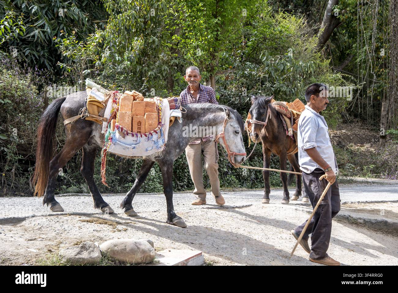 Due uomini guidano cavalli carichi di mattoni attraverso il paesaggio rurale di Andreta, Himachal Pradesh, India Foto Stock