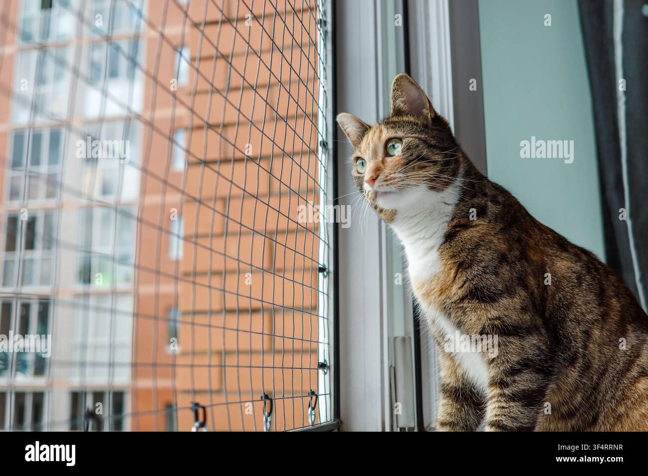 Gatto d'appartamento che osserva all'esterno attraverso una rete di sicurezza protettiva per finestre, combinando ventilazione sicura, arricchimento dell'appartamento urbano, osservazione della fauna selvatica e prevenzione delle cadute. Foto Stock