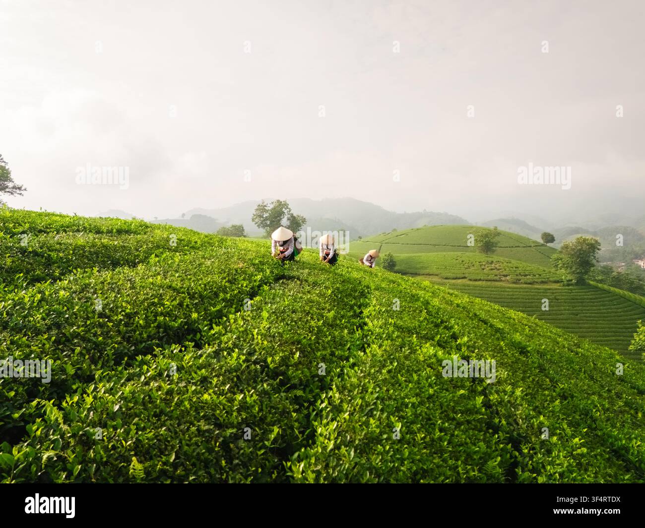 Vista aerea della collina del tè di Long Coc con agricoltori che indossano cappelli a cono e lavorano tra i rigogliosi cespugli di tè sulle colline ondulate di Long Coc, Phu Tho, Vietnam Foto Stock