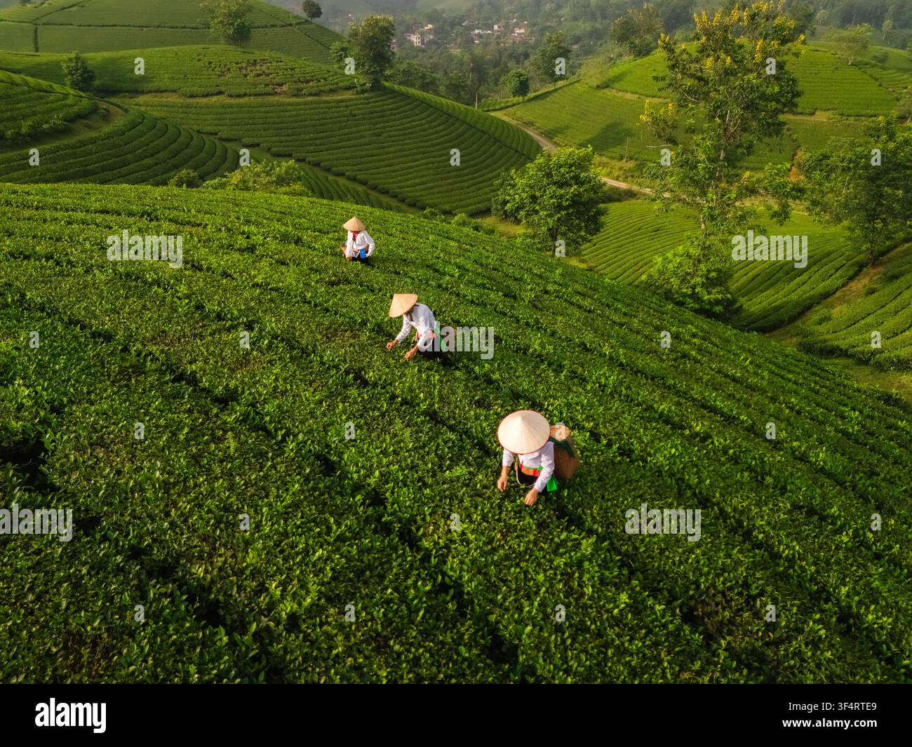 Vista aerea della collina del tè di Long Coc con contadini che indossano cappelli a cono e raccolgono foglie di tè sulle rigogliose colline terrazzate di Long Coc, Phu Tho, Vietnam Foto Stock