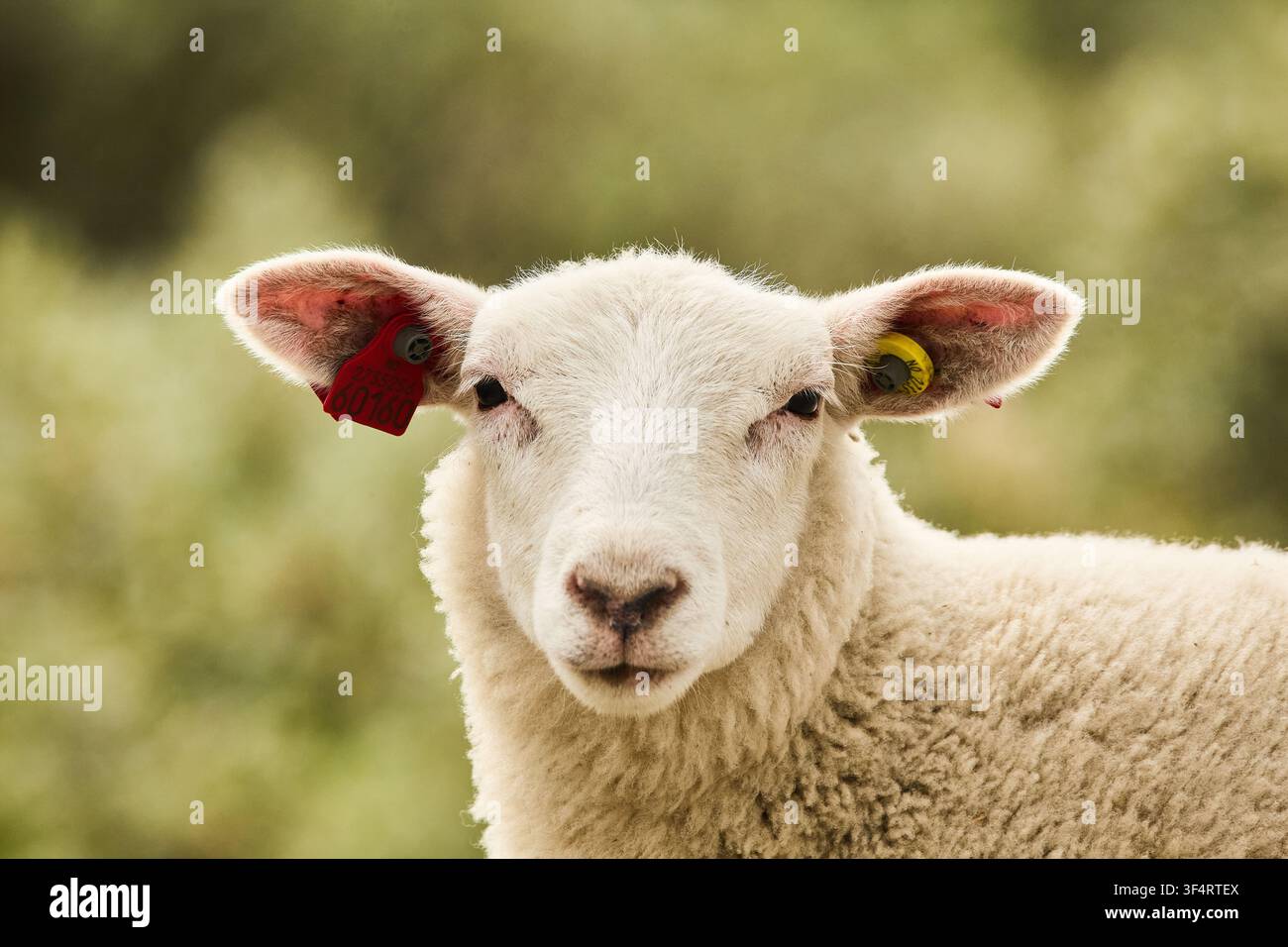 Un agnello guarda la telecamera Foto Stock