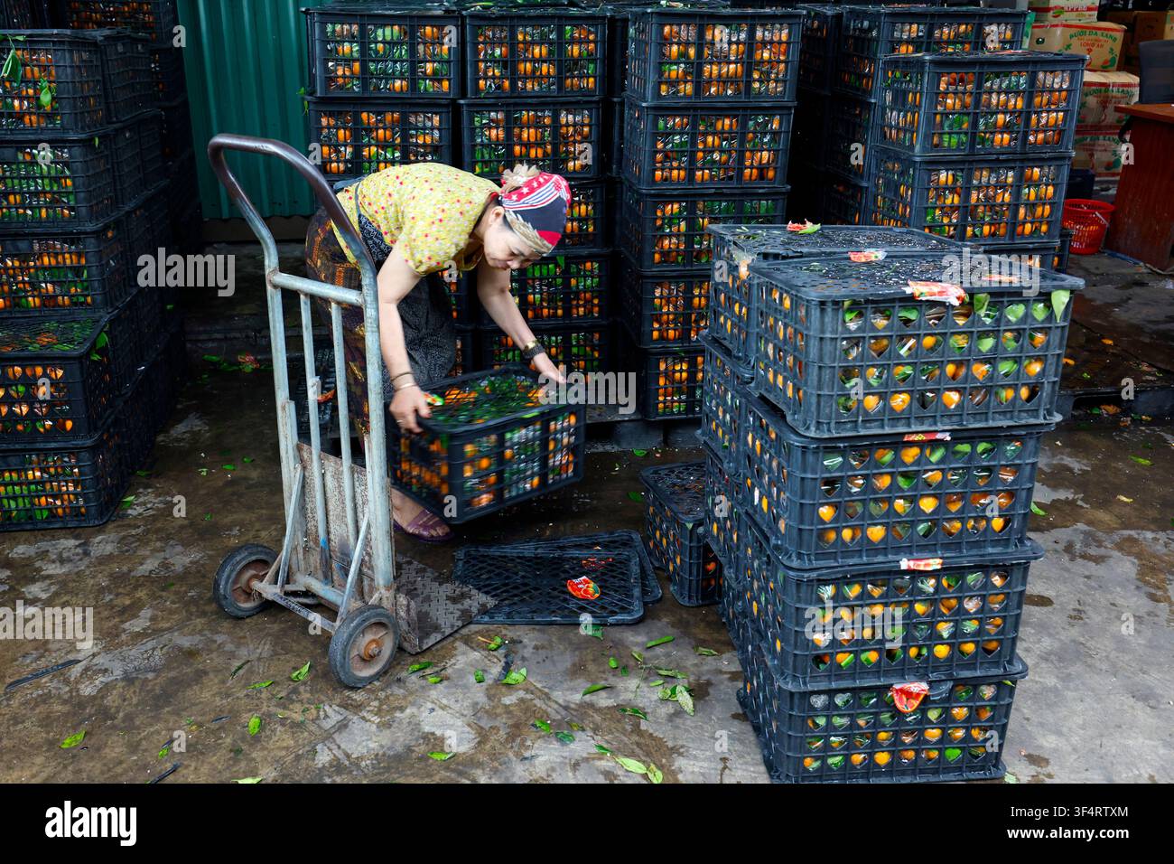 Una donna trasporta casse di frutta fresca attraverso un mercato. Il commercio agricolo è essenziale per l'economia locale. Hoa Lu, Vietnam. Foto Stock