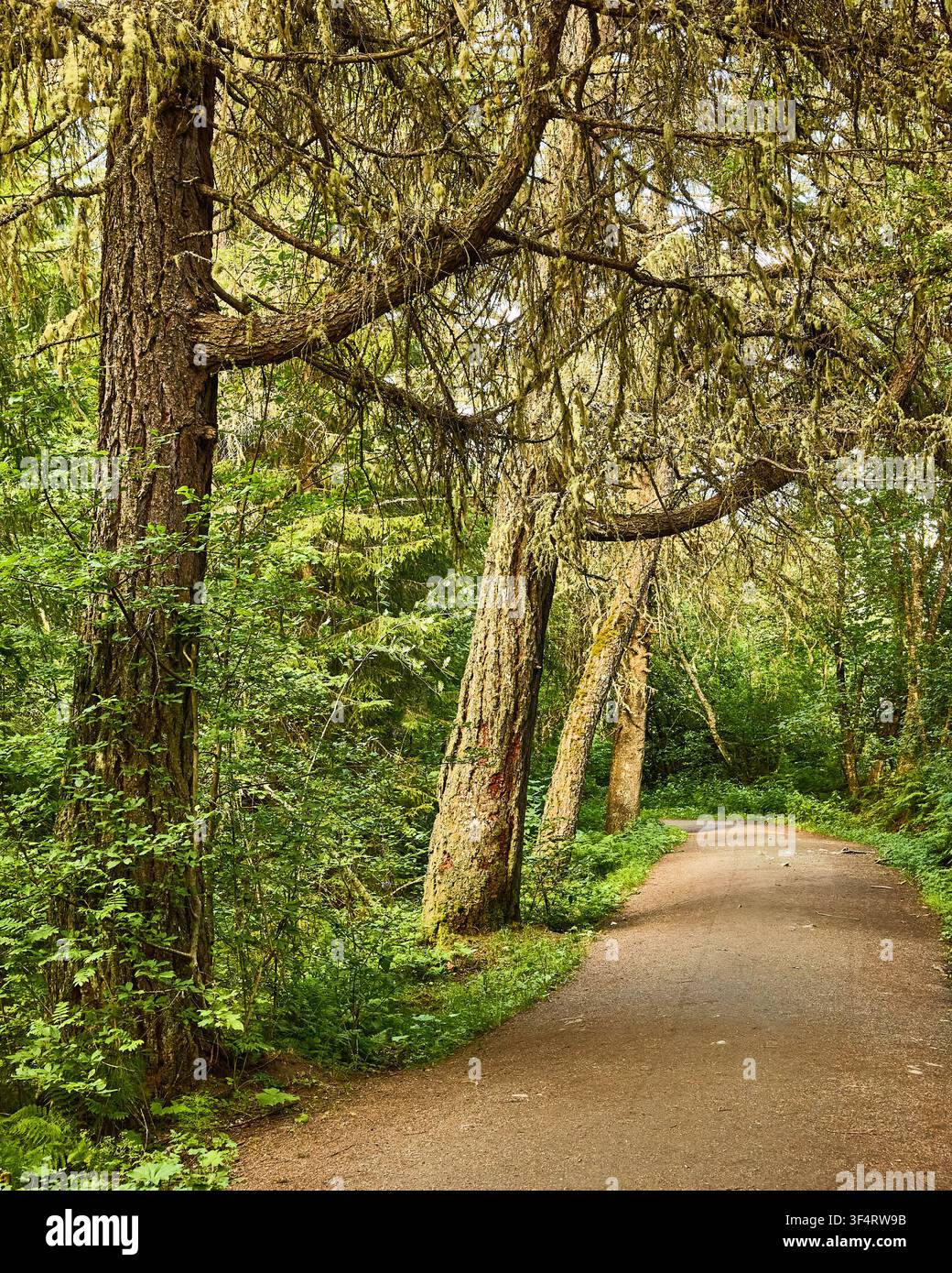 Vecchi pini costeggiano un sentiero attraverso Elsterparken a Trondheim, in Norvegia Foto Stock