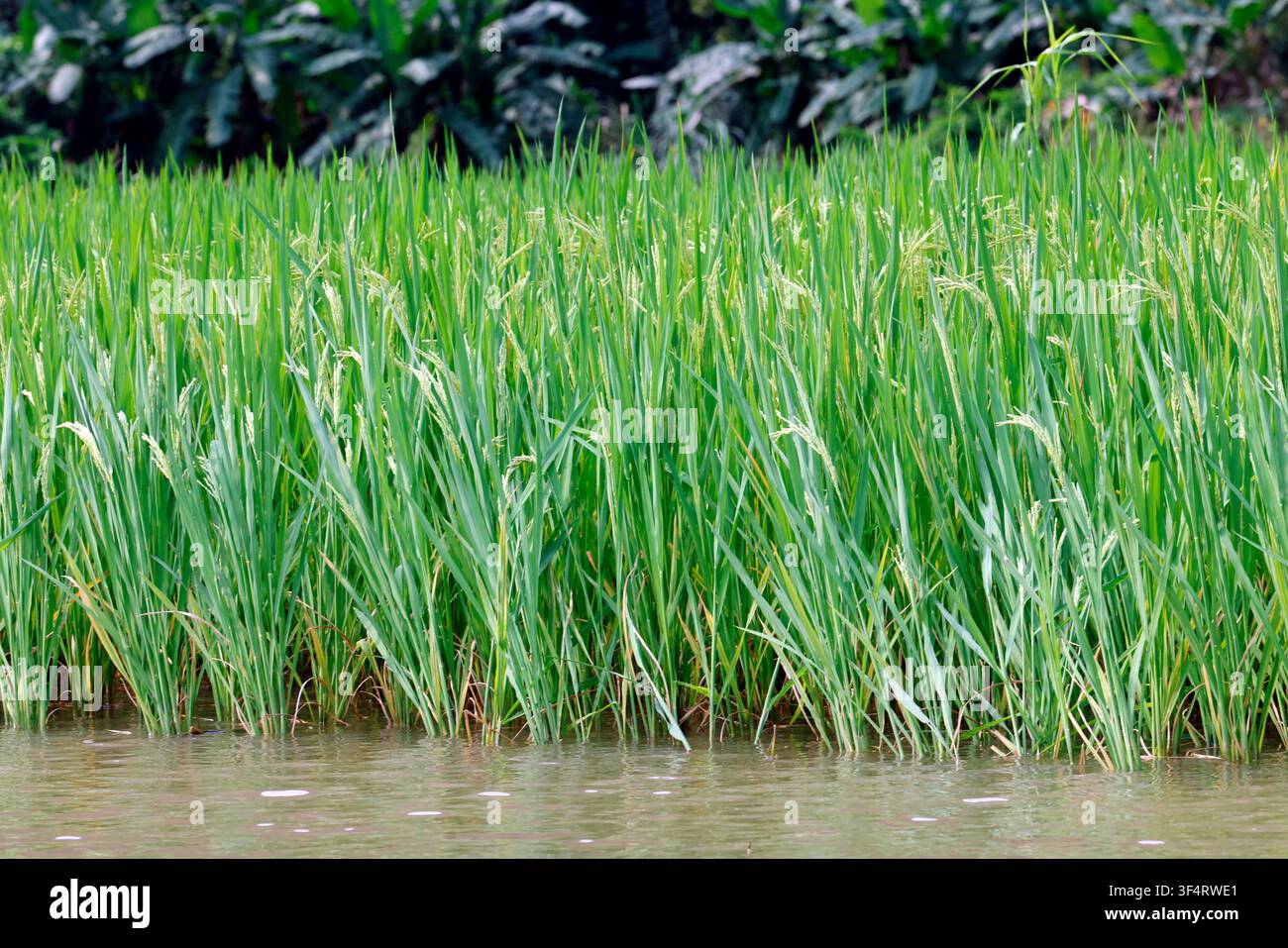 Hoa Lu, Vietnam. Una risaia rigogliosa e piena d'acqua riflette la bellezza della natura. Coltivazione del riso. Foto Stock