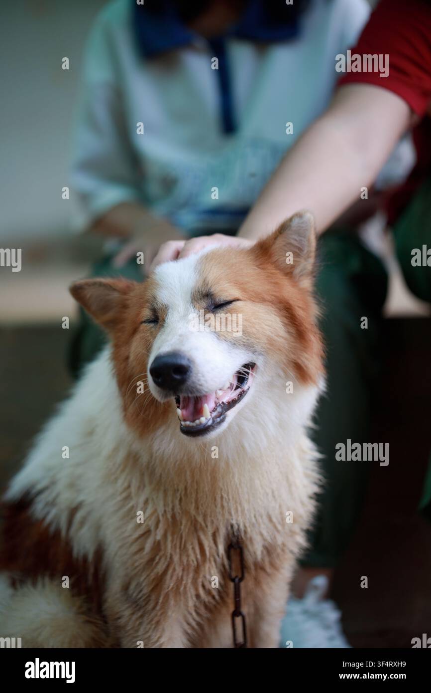 Mano di persone che toccano un cane Thai Bangkaew con pelo bianco e marrone soffice. Un cane fedele e allegro Foto Stock