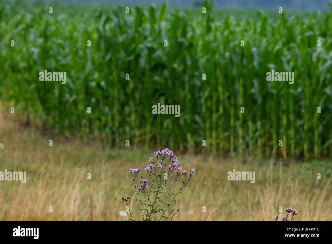 Fiori di cardo viola si ergono nell'erba alta accanto a un campo di mais rurale sotto una luce estiva soffusa, creando una scena di campagna tranquilla con una texture naturale Foto Stock