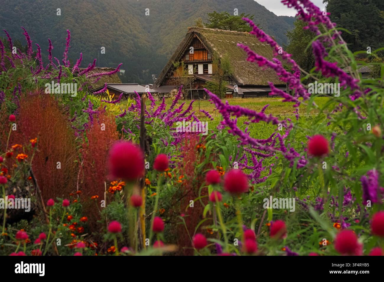 Casa tradizionale gassho-zukuri circondata da fiori in fiore nel villaggio di Shirakawa-go, patrimonio mondiale UNESCO, prefettura di Gifu, Giappone. Foto Stock