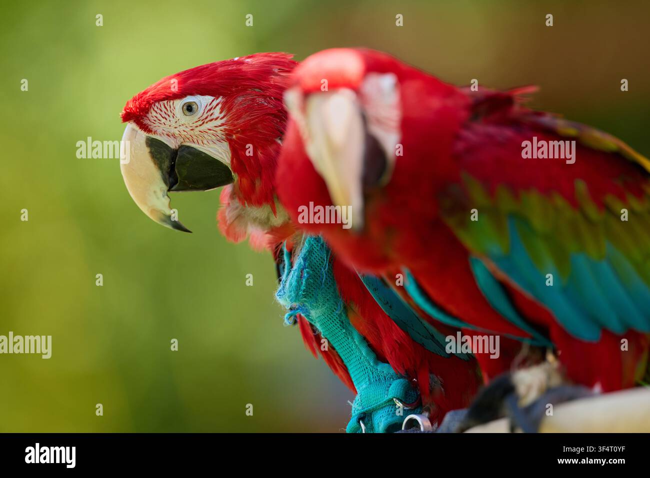 Psittaco dalle ali verdi in cattività che si gode la luce del sole all'aperto Foto Stock