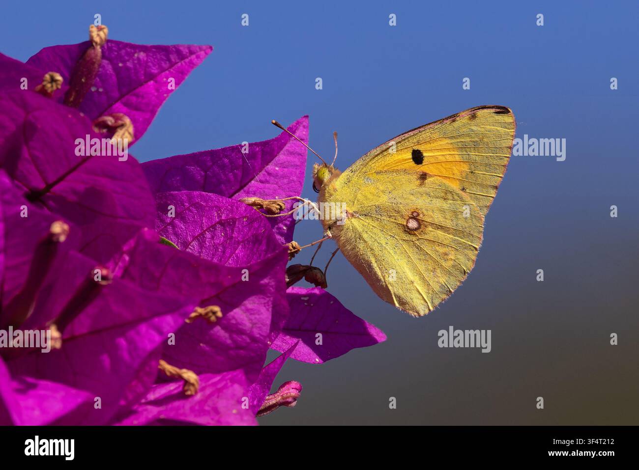 Colias croceus (Colias croceus) che si nutre su un fiore di una specie di Bougainvillea Sardegna Luglio 2026 Foto Stock
