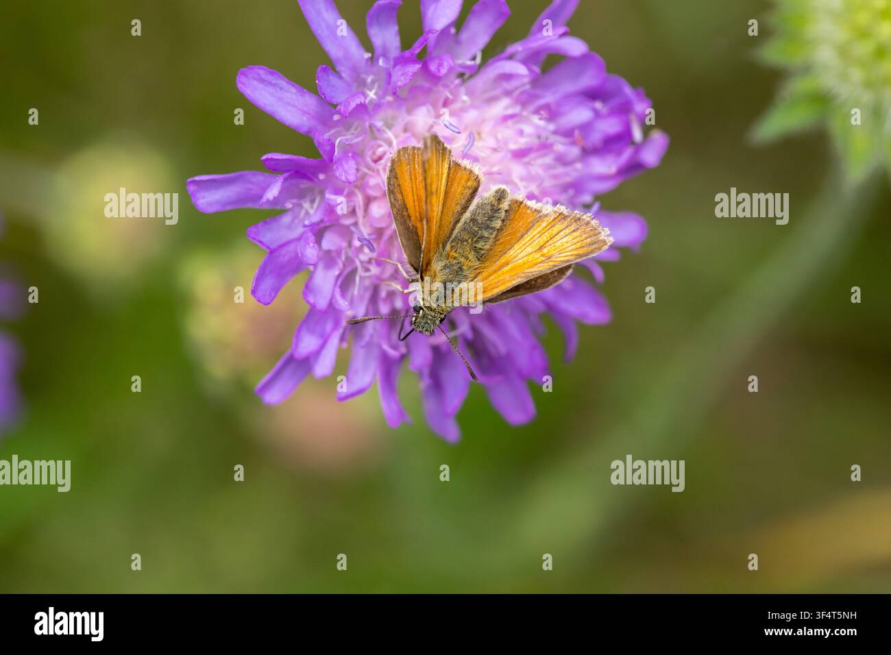 Farfalla Orange skipper in fiore viola che succhia nettare, insetto macro con spazio di copia Foto Stock