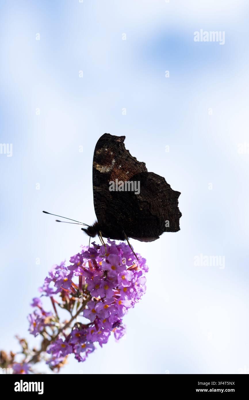 Farfalla pavone (Aglais io) su albero delle farfalle in silhouette contro cielo blu spazio copia Foto Stock