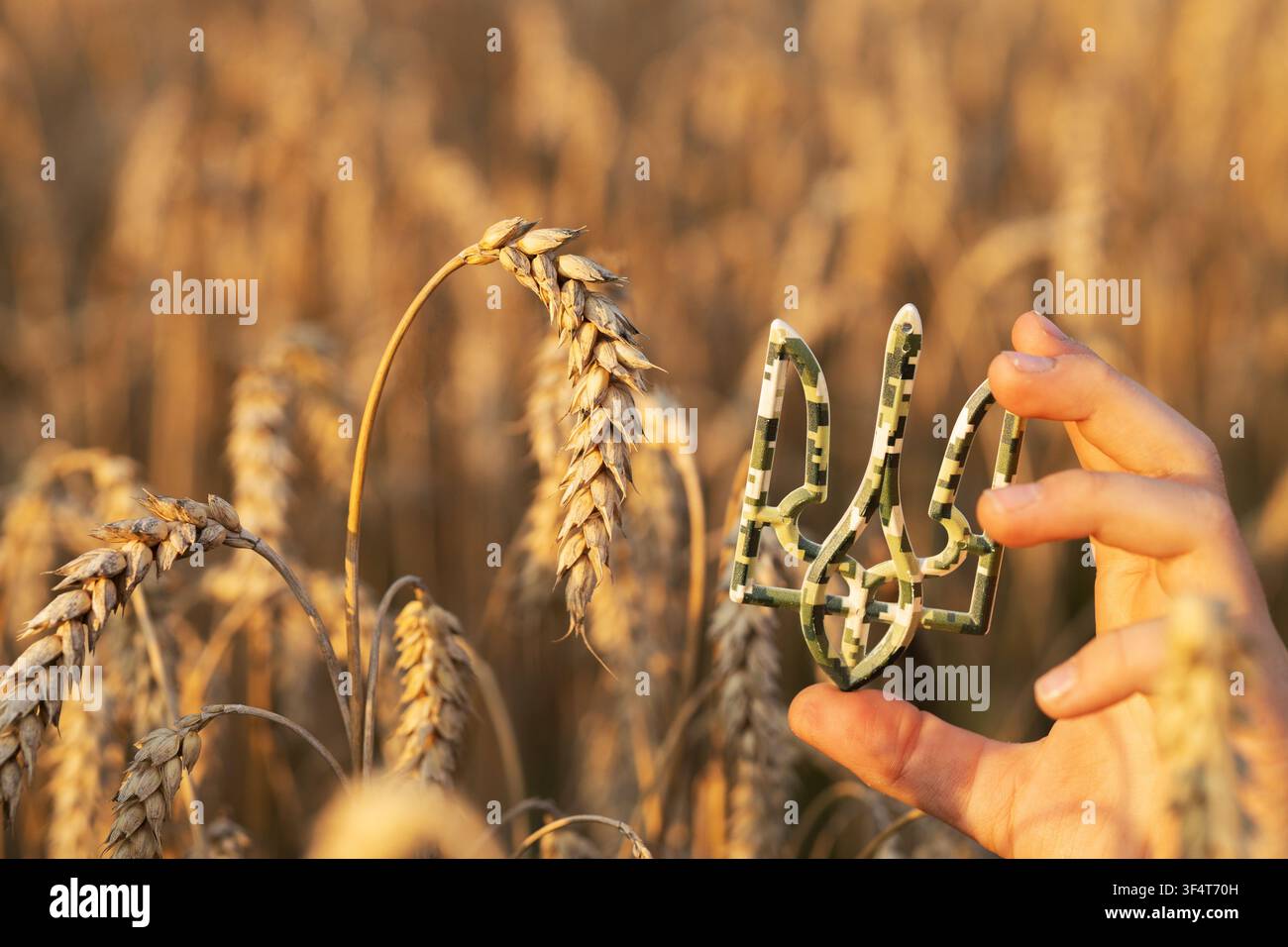 La mano di un bambino tiene un tridente, simbolo nazionale vicino a spighe dorate e mature in un campo di grano. Fermate la guerra. Giorno dei Difensori dell'Ucraina. Giorno dell'Indipendenza. Foto Stock