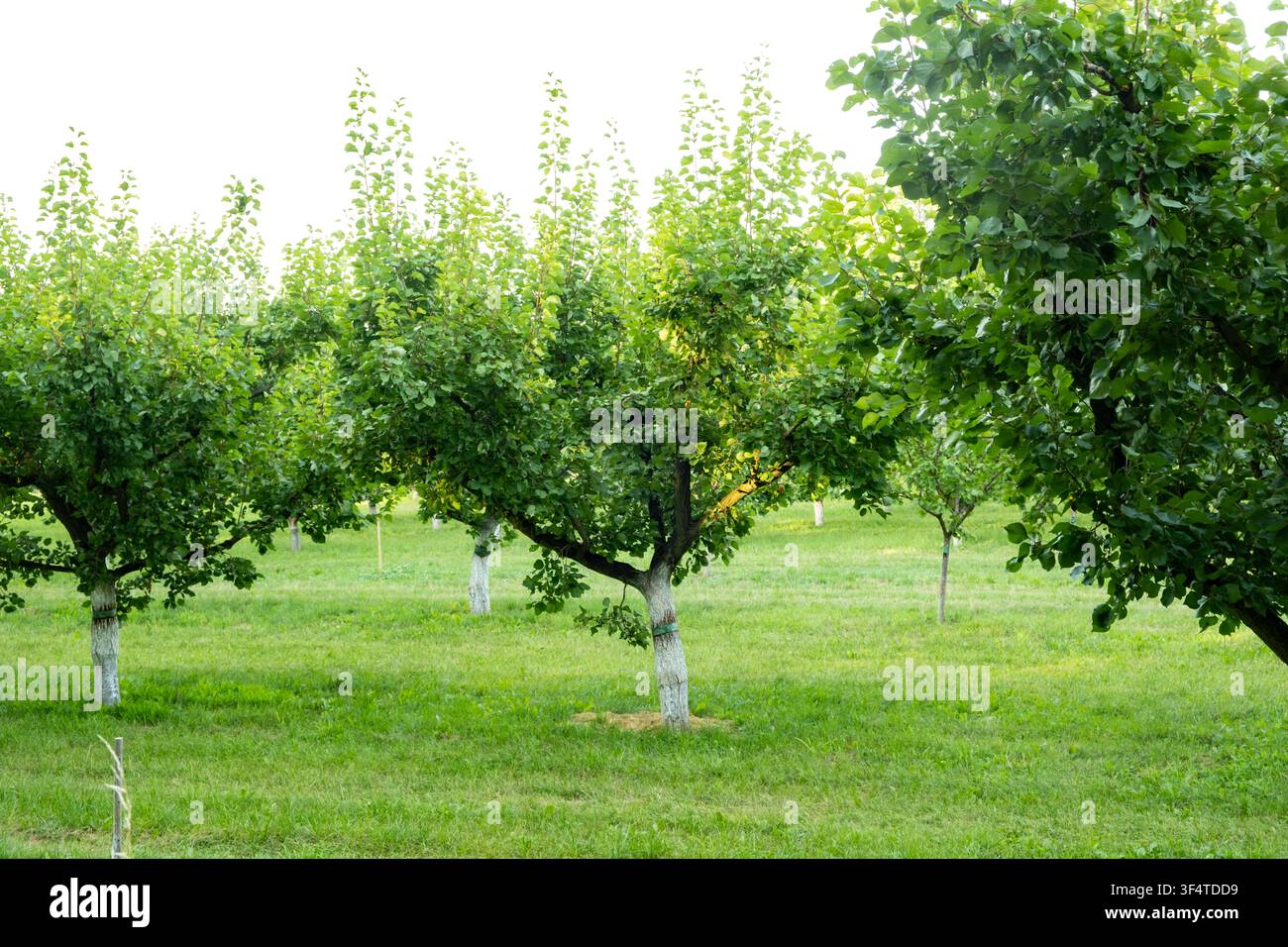 Azienda di albicocchi ben mantenuta dopo la raccolta dei frutti. Foto Stock
