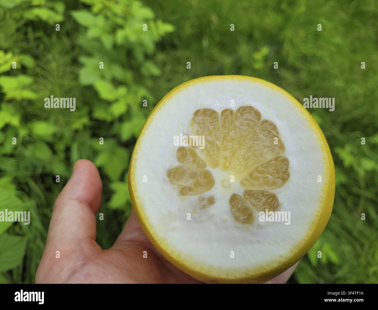 Grapefruit giallo fresco per un gusto esotico Foto Stock