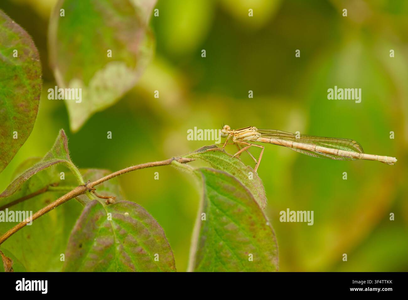 Libellula dalle zampe blu femmina che riposa su una foglia verde in una vegetazione lussureggiante di zona umida con uno sfondo verde naturale morbido. Foto Stock