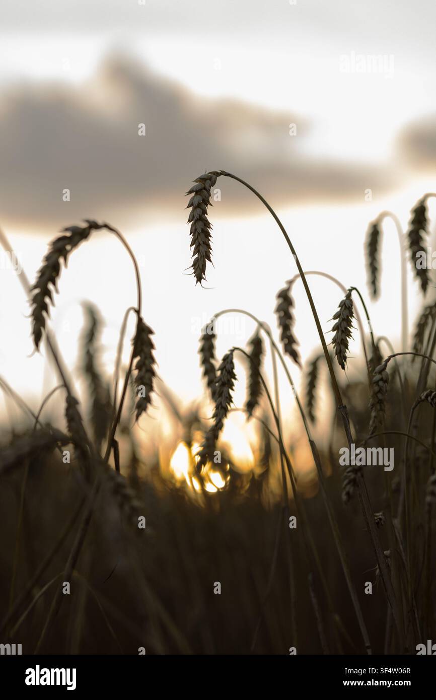 Silhouette di spighe di grano, illuminate dal sole al tramonto nel campo. Foto sottosposta. Messa a fuoco morbida. Coltura agricola pronta per il raccolto. Valore del pane. Ucraina Foto Stock