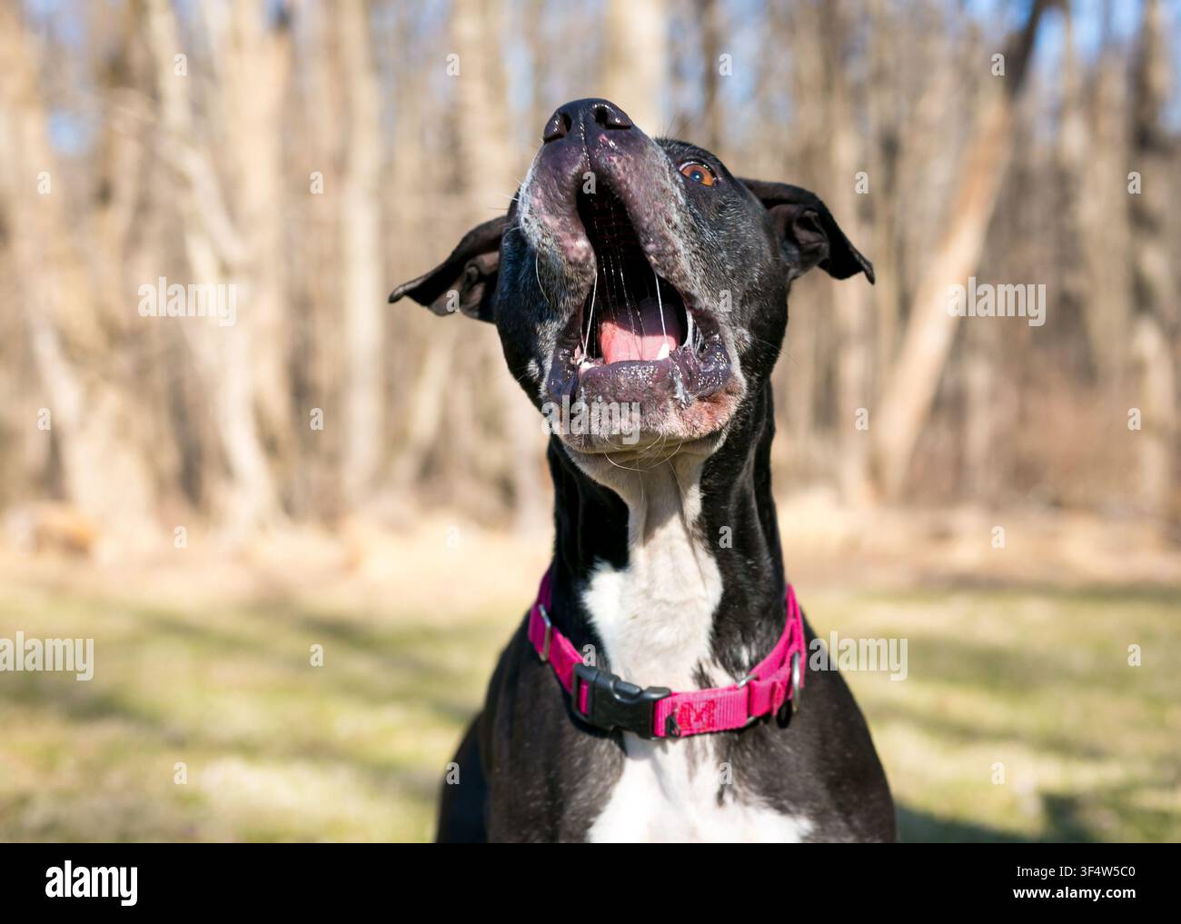 Un cane di razza mista Pit Bull Terrier che apre la bocca per catturare una delizia in aria Foto Stock