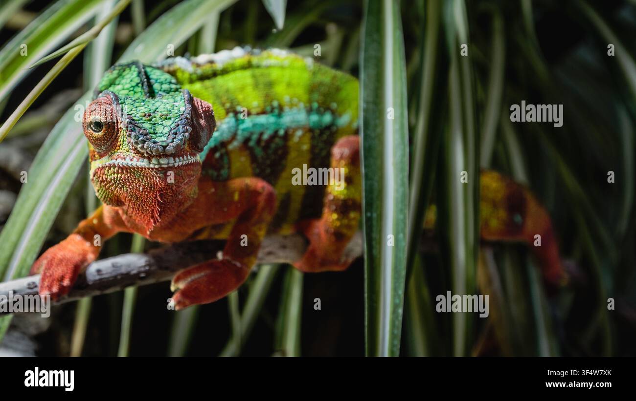 Ritratto di un camaleonte pantera (Furcifer pardalis), un rettile colorato nativo del Madagascar Foto Stock