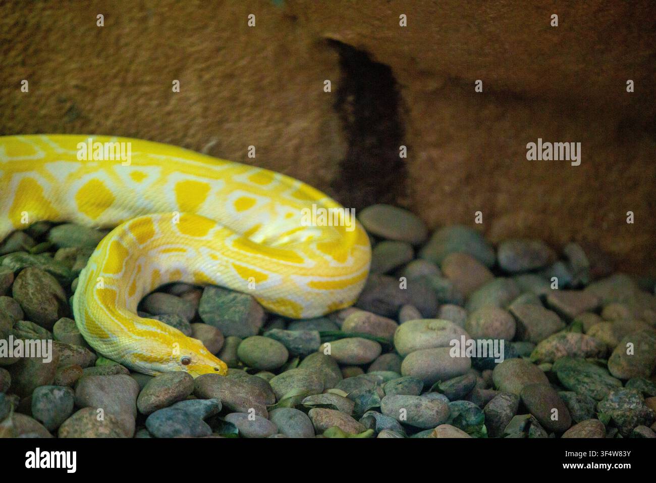 Un primo piano di un pitone birmano albino giallo vivace e bianco che si muove su un letto di pietre lisce del fiume. Il rettile straordinario è disp Foto Stock