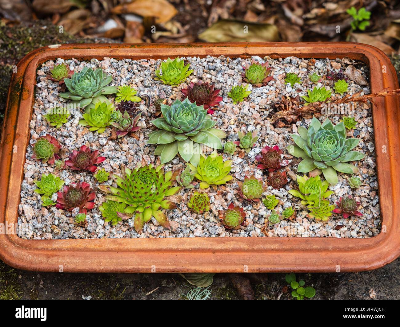 Collezione di diverse varietà del robusto succulento Semevivum, che mostra la gamma di colori disponibile Foto Stock