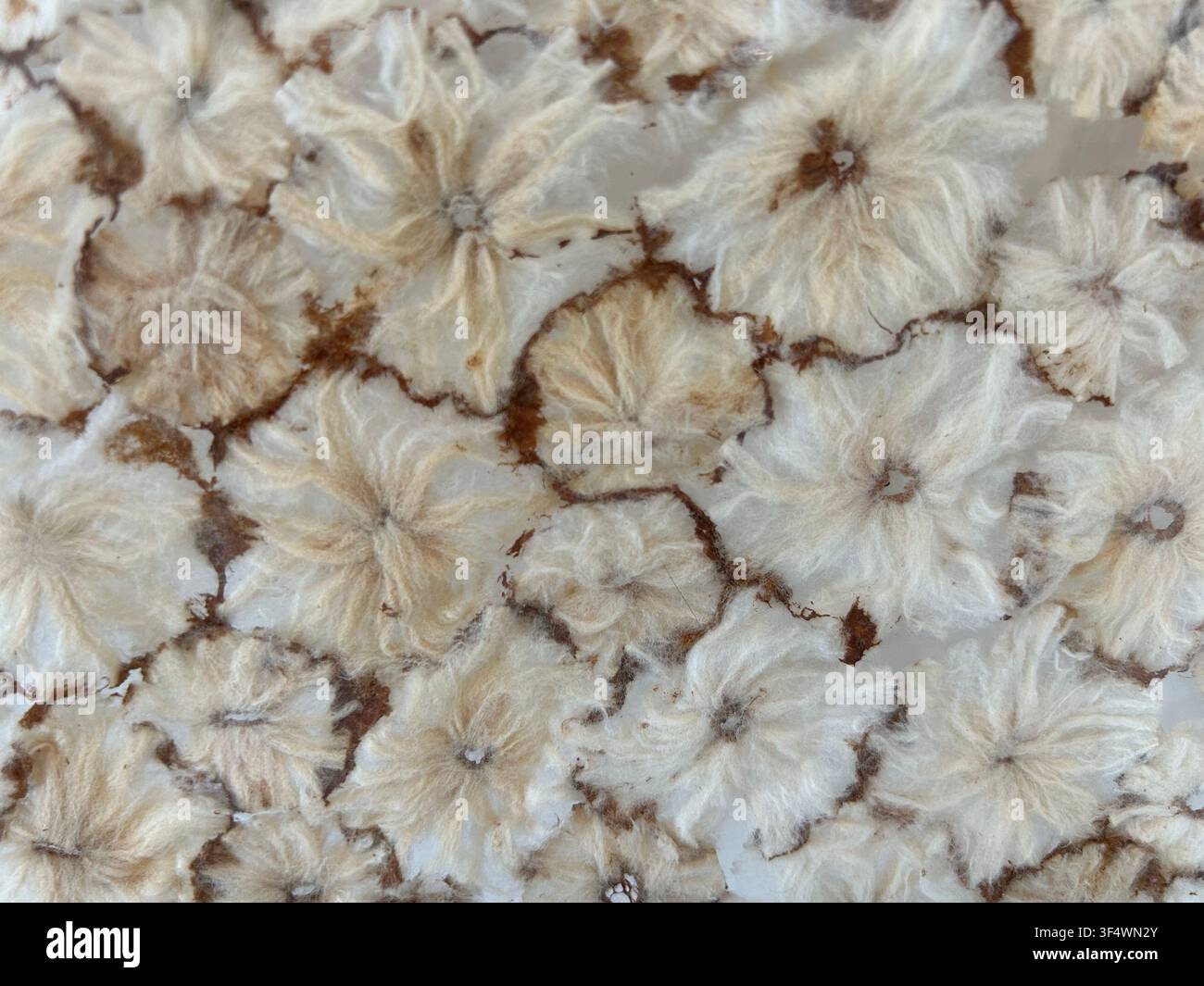 Sfondo decorativo con fiori essiccati naturalmente incapsulati in un'opera d'arte in resina trasparente Foto Stock