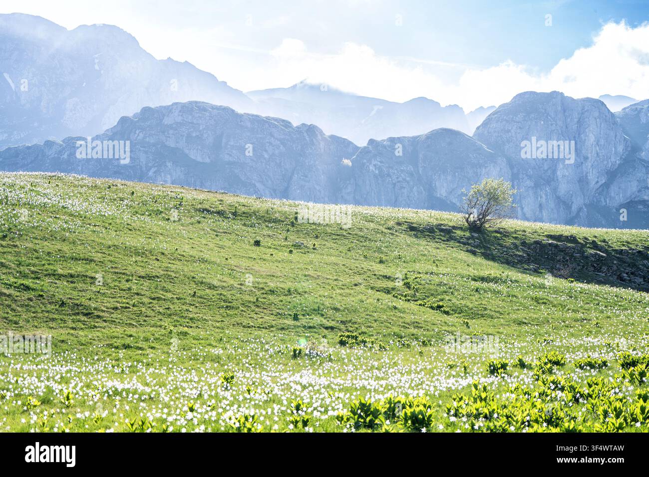 Prato alpino verde lussureggiante con un albero solitario e una drammatica catena montuosa sotto un cielo estivo luminoso. Foto di alta qualità Foto Stock
