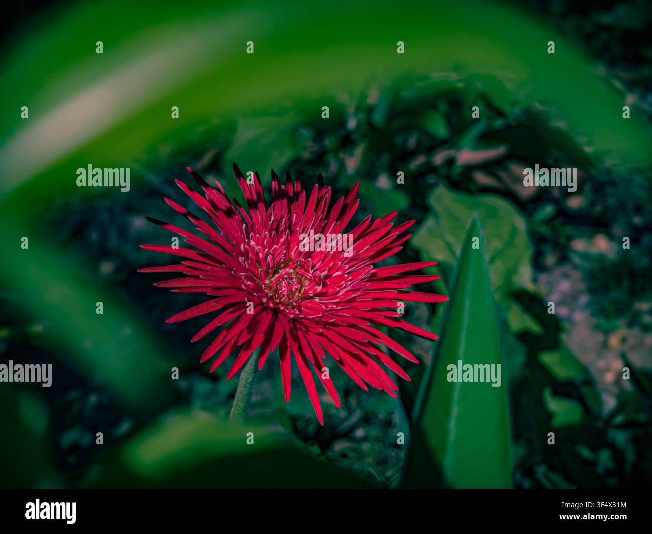 Fotografia con smartphone Samsung S22 ad alta qualità 4K Foto Stock