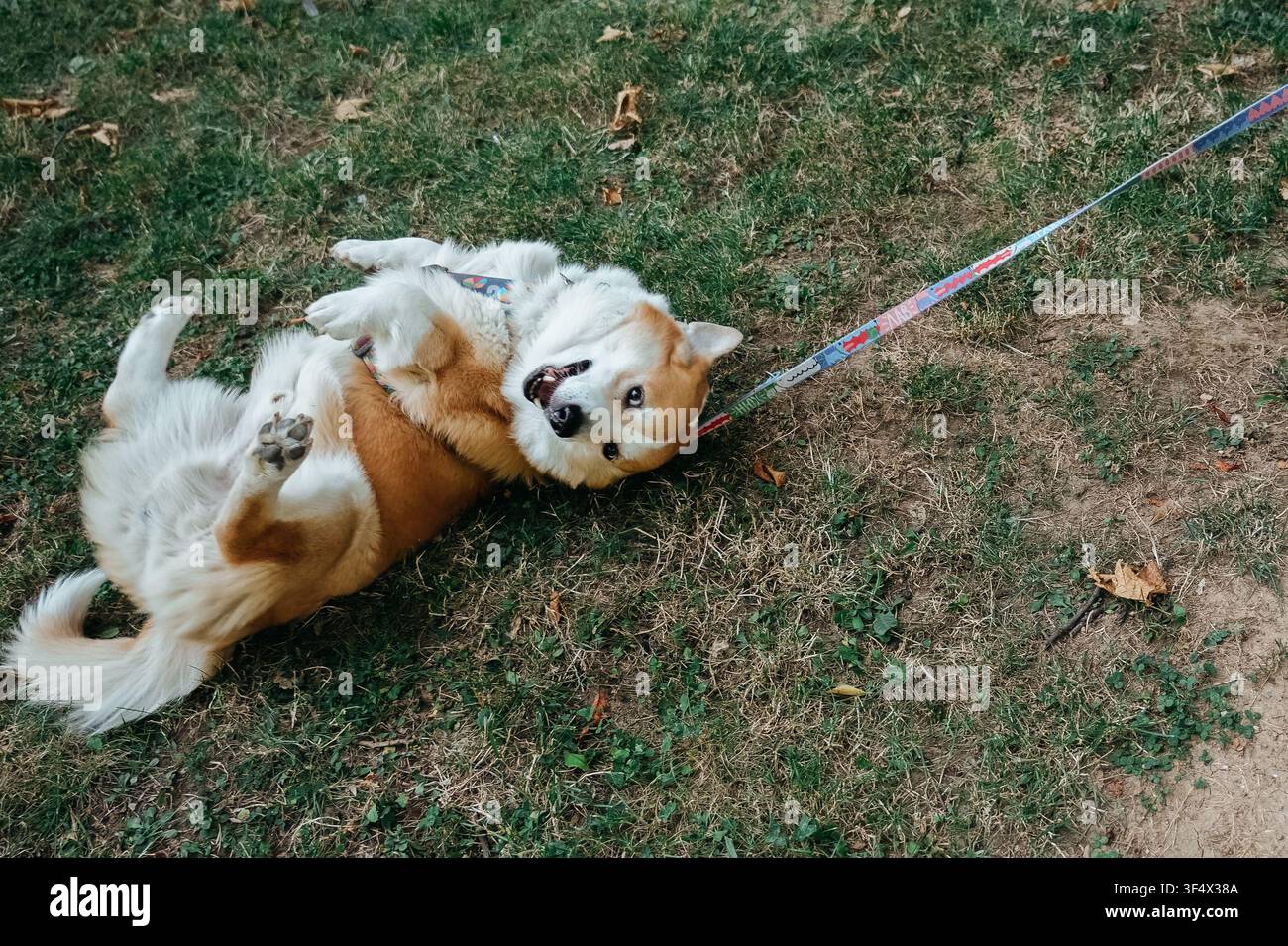 Pembroke Welsh Corgi felice che rotola sull'erba secca durante una passeggiata all'aperto. Animaletto giocoso che si diverte nel parco con un'espressione allegra. Foto Stock