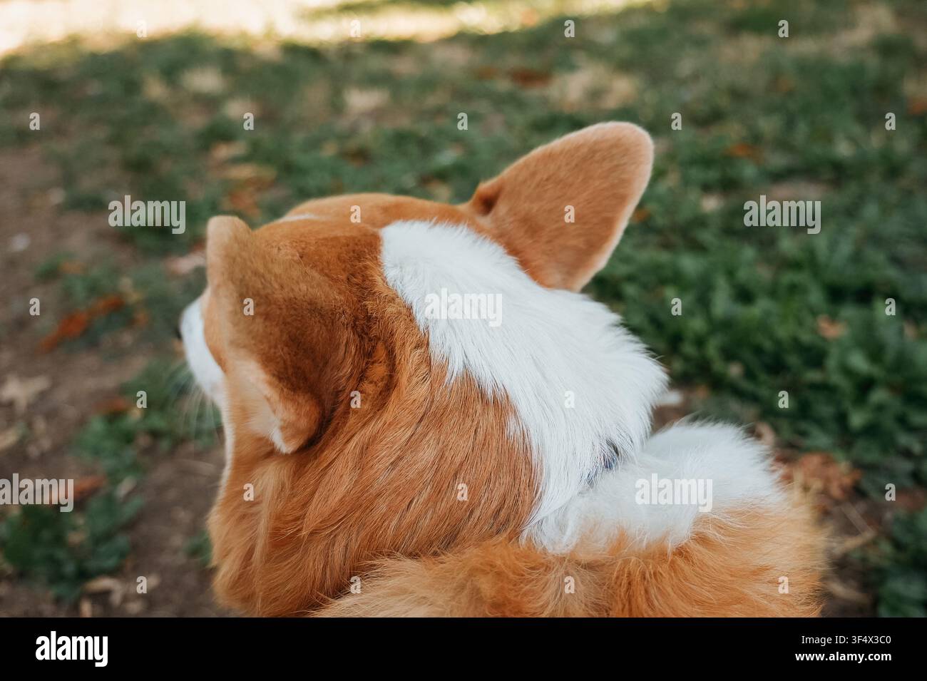 Veduta posteriore di un Pembroke Welsh Corgi seduto all'aperto in un parco. Cane da compagnia che osserva l'ambiente durante una passeggiata tranquilla. Foto Stock