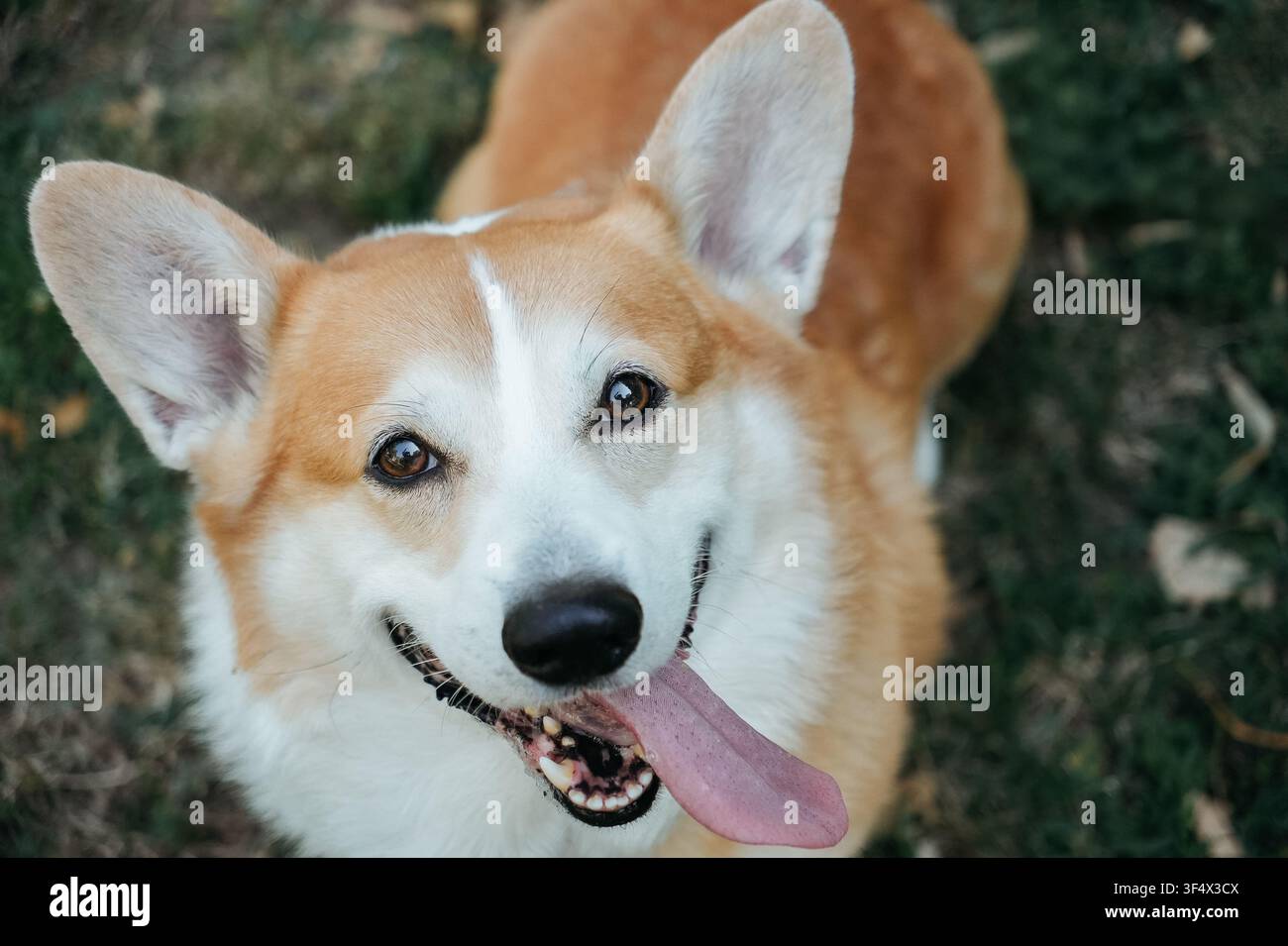 Ritratto dettagliato in primo piano di un Corgi gallese di Pembroke con occhi espressivi e un'espressione felice. Cane da compagnia amichevole fotografato all'aperto. Foto Stock