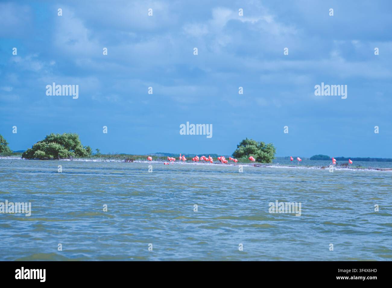 Gruppo di fenicotteri si muove attraverso acque calme vicino agli alberi di mangrovie. Un cielo azzurro con nuvole sparse incornicia la scena. Gli animali si muovono lentamente, creando una dolce Foto Stock