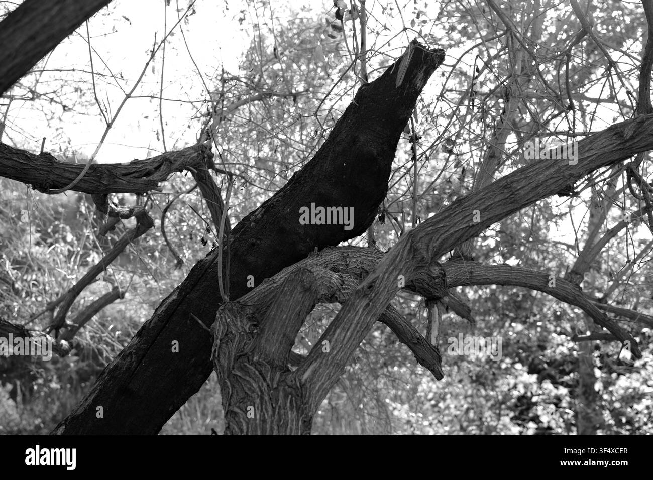 Il tronco di albero bruciato contrasta con il fogliame verde illuminato dal sole. La luce del sole filtra attraverso i rami, proiettando ombre maculate. La resilienza della natura mostrata dopo f Foto Stock