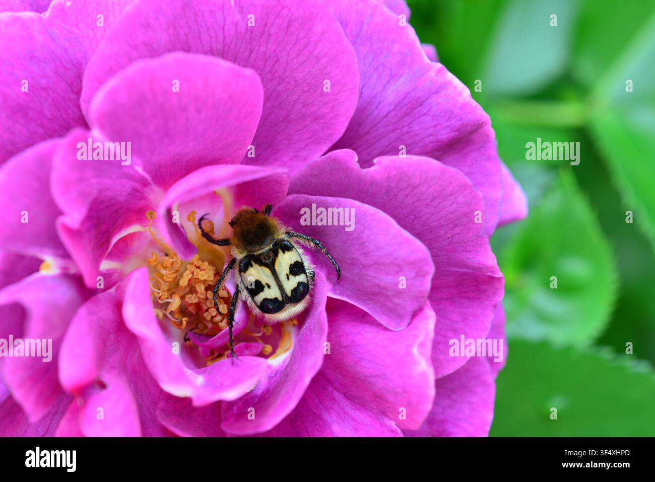 un coleottero su una rosa viola in un giardino Trichius fasciatus Foto Stock