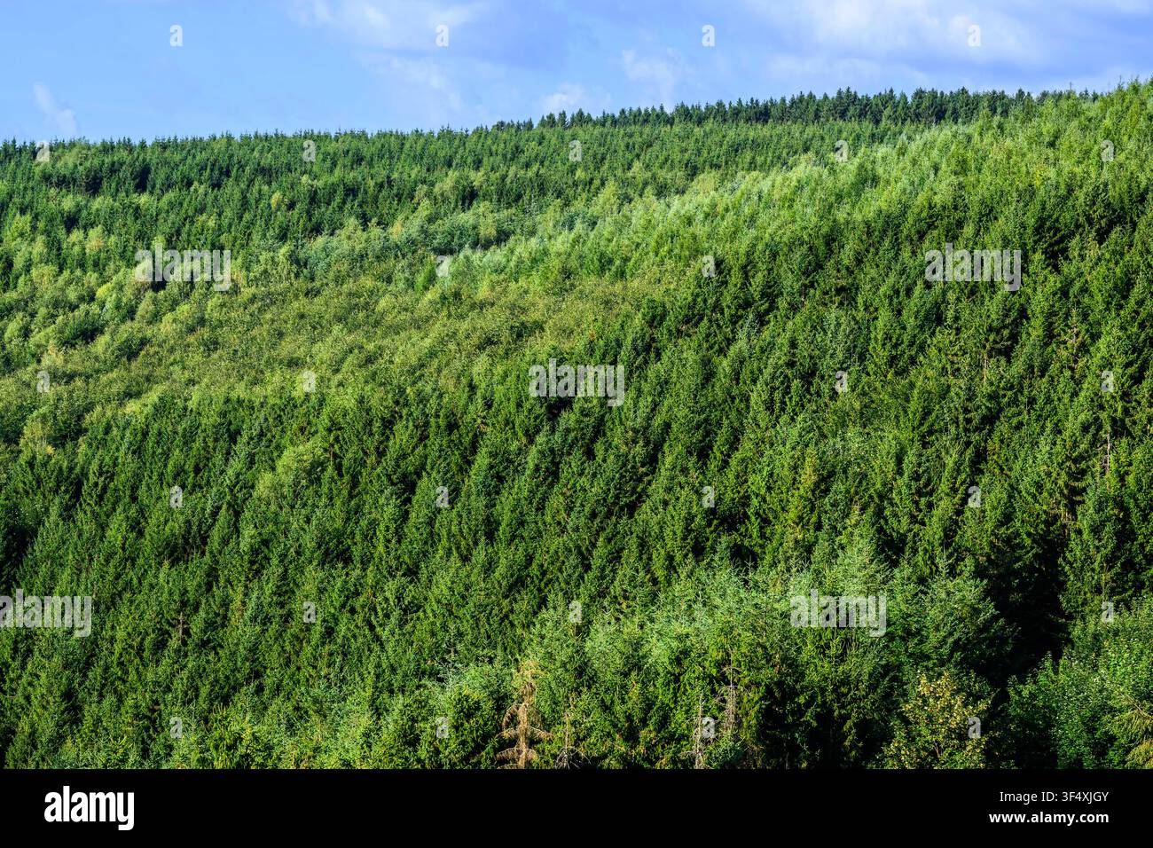 Le foreste della provincia del Lussemburgo, situate principalmente nelle Ardenne e nella Gauma, ospitano un mosaico di specie frondose e resinose. Una Foto Stock
