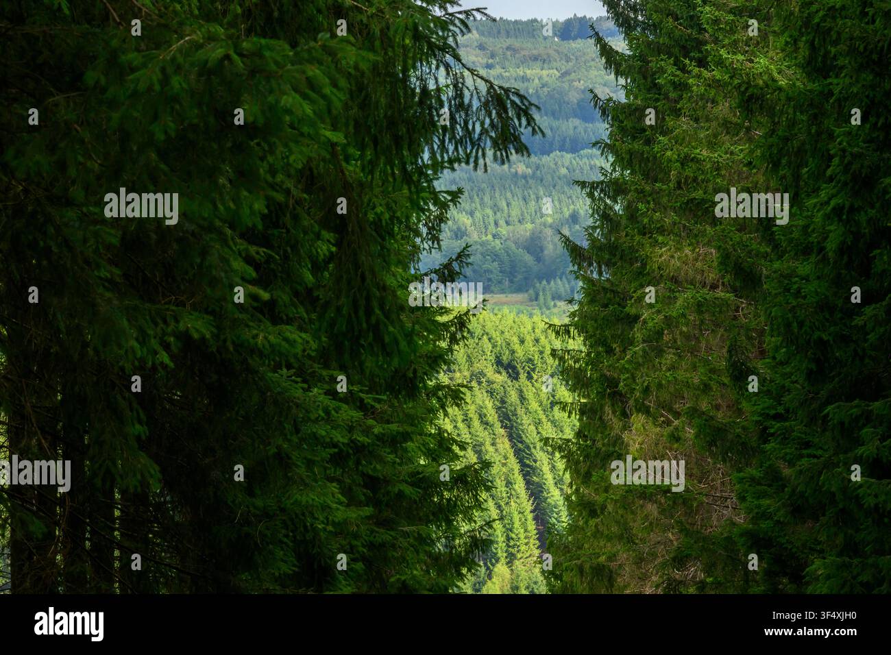 Le foreste della provincia del Lussemburgo, situate principalmente nelle Ardenne e nella Gauma, ospitano un mosaico di specie frondose e resinose. Una Foto Stock