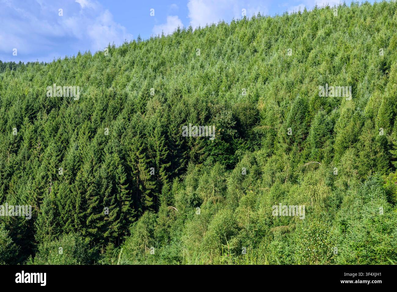Le foreste della provincia del Lussemburgo, situate principalmente nelle Ardenne e nella Gauma, ospitano un mosaico di specie frondose e resinose. Una Foto Stock